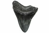 Fossil Megalodon Tooth - South Carolina #297475-1